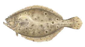 Flounder